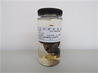 藏品(喜鵲)的圖片